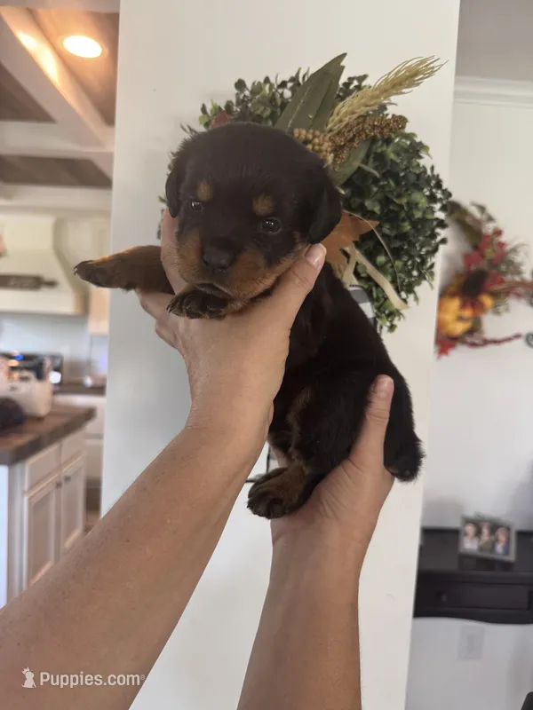 Purple – Rottweiler puppy for sale in Town Creek, AL
