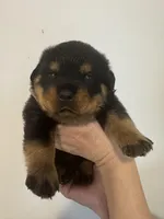 processed/3e996ce3-ff68-4df9-bfb5-52acfc147323/listing/df7daba6-ddaa-40f8-90a8-339652b136ff/e09ea81b-1035-4e0a-acf7-78acbe66c0bd