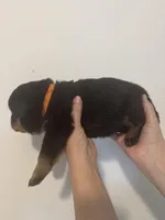 processed/3e996ce3-ff68-4df9-bfb5-52acfc147323/listing/df7daba6-ddaa-40f8-90a8-339652b136ff/fee84937-28c7-48f7-a5c8-51c1f5218670