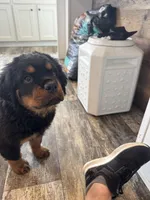 Yellow, a female Rottweiler for sale in Town Creek, AL – Photo 5 of 9