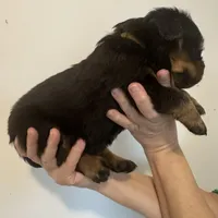 Yellow, a female Rottweiler for sale in Town Creek, AL – Photo 7 of 9