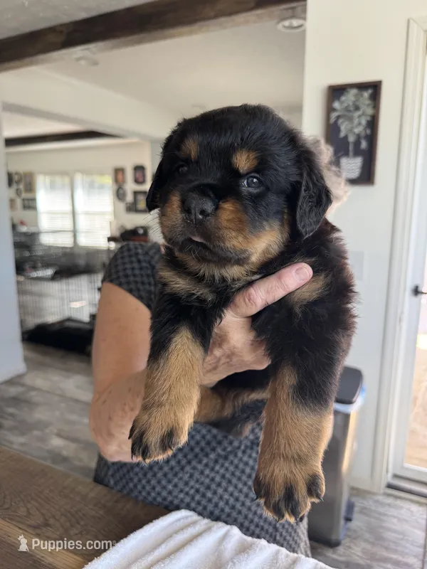 Yellow – Rottweiler puppy for sale in Town Creek, AL