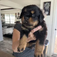 Yellow, a female Rottweiler for sale in Town Creek, AL – Photo 1 of 9
