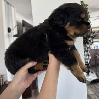 Yellow, a female Rottweiler for sale in Town Creek, AL – Photo 8 of 9