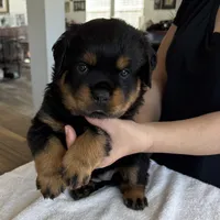 Yellow, a female Rottweiler for sale in Town Creek, AL – Photo 9 of 9