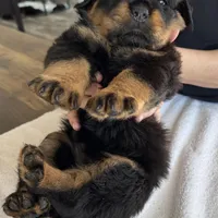 Yellow, a female Rottweiler for sale in Town Creek, AL – Photo 2 of 9