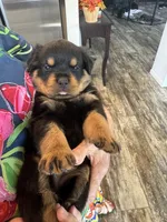 Orange, a female Rottweiler for sale in Town Creek, AL – 1 of 7