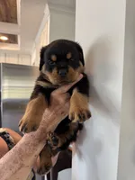 Orange, a female Rottweiler for sale in Town Creek, AL – 7 of 7