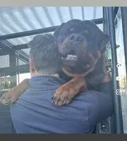 Red, a female Rottweiler for sale in Town Creek, AL – Photo 8 of 9