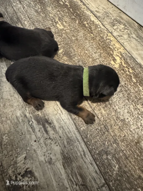 Light Green – Rottweiler puppy for sale in Town Creek, AL