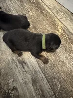 Light Green, a female Rottweiler for sale in Town Creek, AL – 1 of 1