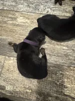 Purple, a female Rottweiler for sale in Town Creek, AL – 1 of 1