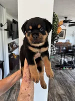 Yellow, a female Rottweiler for sale in Town Creek, AL – 5 of 9
