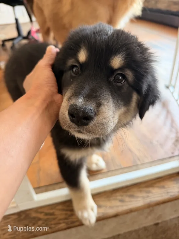 Luna – Alaskan Malamute, Golden Retriever puppy for sale in New York, NY