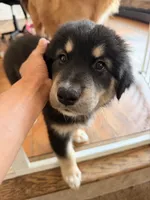 Luna, a female Alaskan Malamute and Golden Retriever for sale in New York, NY – 1 of 1
