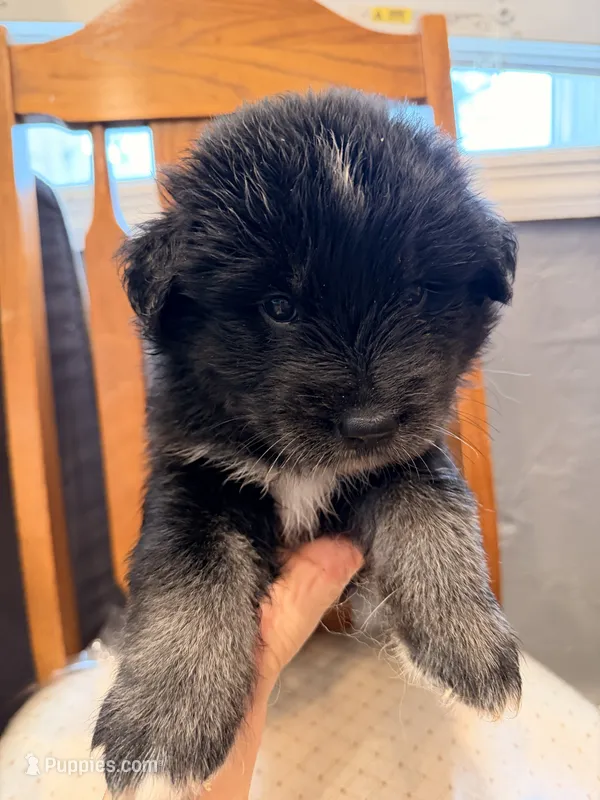 Sara – Alaskan Malamute, Golden Retriever puppy for sale in New York, NY