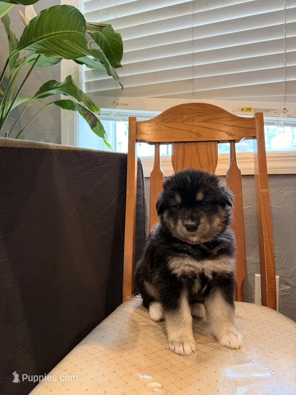 Luna  – Alaskan Malamute, Golden Retriever puppy for sale in New York, NY