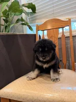 Flor, a female Alaskan Malamute for sale in New York, NY – 1 of 1