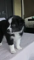Oreoo, a female Australian Shepherd for sale in Orlando, FL – 4 of 4
