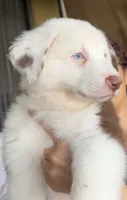 Simba, a male Australian Shepherd for sale in Orlando, FL – 2 of 6