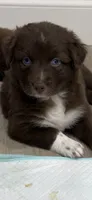 Panada, a male Miniature Australian Shepherd for sale in Orlando, FL – 3 of 9