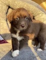 Monni , a female Miniature Australian Shepherd for sale in Orlando, FL – 10 of 10