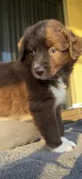 Monni , a female Miniature Australian Shepherd for sale in Orlando, FL – 3 of 10