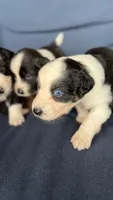 Panada, a male Miniature Australian Shepherd for sale in Orlando, FL – 8 of 9