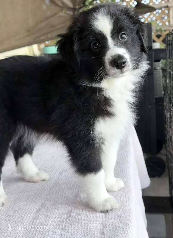Oreoo – Australian Shepherd puppy for sale in Orlando, FL