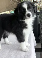 Oreoo, a female Australian Shepherd for sale in Orlando, FL – 1 of 4