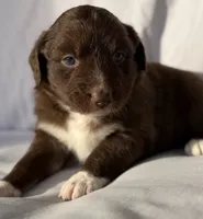Panada, a male Miniature Australian Shepherd for sale in Orlando, FL – 5 of 9