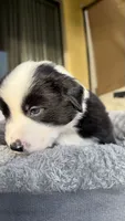 Oreoo, a female Miniature Australian Shepherd for sale in Orlando, FL – 5 of 5