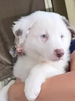 Simba, a male Australian Shepherd for sale in Orlando, FL – 1 of 6