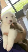 Rakii, a male Miniature Australian Shepherd for sale in Orlando, FL – 2 of 3