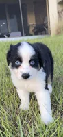 Monni , a female Miniature Australian Shepherd for sale in Orlando, FL – 2 of 10