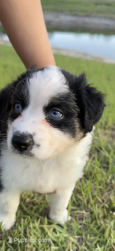 Monni  – Miniature American Shepherd puppy for sale in Orlando, FL