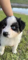 Monni , a female Miniature American Shepherd for sale in Orlando, FL – 1 of 4