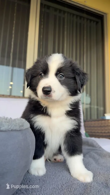 Oreoo – Miniature Australian Shepherd puppy for sale in Orlando, FL
