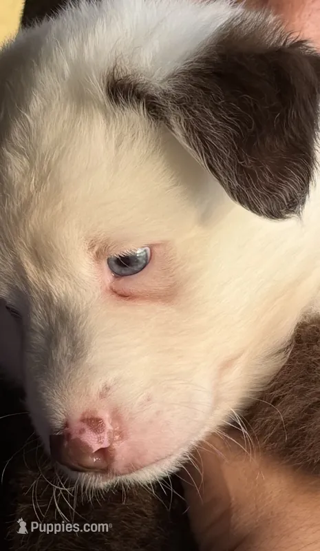 Rakii – Miniature Australian Shepherd puppy for sale in Orlando, FL