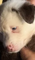 Rakii, a male Miniature Australian Shepherd for sale in Orlando, FL – 1 of 3