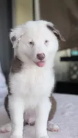 Simba, a male Australian Shepherd for sale in Orlando, FL – 5 of 6