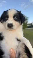 Monni , a female Miniature Australian Shepherd for sale in Orlando, FL – 8 of 10