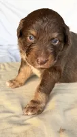 Panada, a male Miniature Australian Shepherd for sale in Orlando, FL – 9 of 9