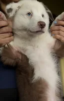 Simba, a male Australian Shepherd for sale in Orlando, FL – 3 of 6