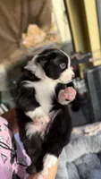 Oreoo, a female Miniature Australian Shepherd for sale in Orlando, FL – 4 of 5