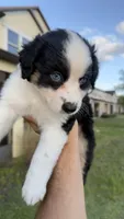 Monni , a female Miniature American Shepherd for sale in Orlando, FL – 2 of 4