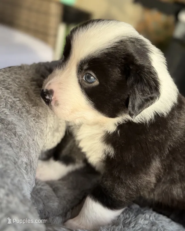 Panada – Miniature Australian Shepherd puppy for sale in Orlando, FL