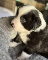 Panada, a male Miniature Australian Shepherd for sale in Orlando, FL – 1 of 9