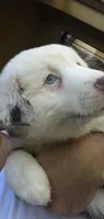 Sampa, a male Miniature Australian Shepherd for sale in Orlando, FL – 5 of 6