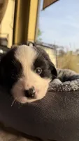 Panada, a male Miniature Australian Shepherd for sale in Orlando, FL – 6 of 9